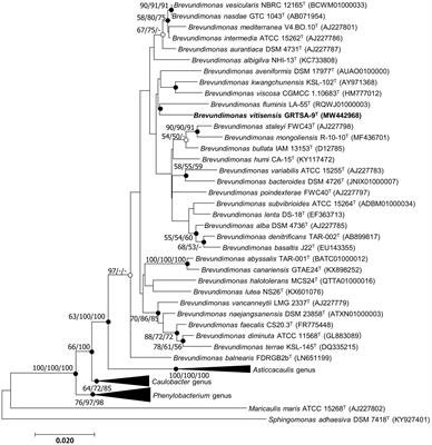 Pyomelanin-Producing Brevundimonas vitisensis sp. nov., Isolated From Grape (Vitis vinifera L.)